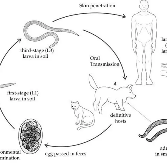 Hooked On Hookworms : Exploring The Life Of A Parasite